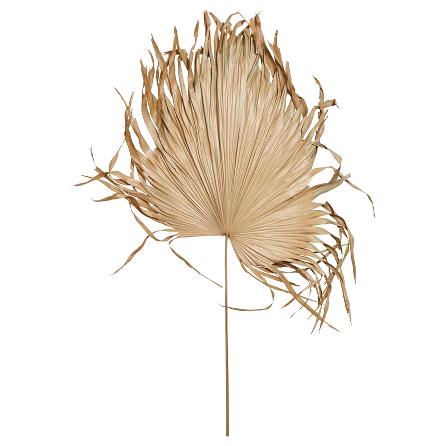 Dried Palm Fan Leaf
